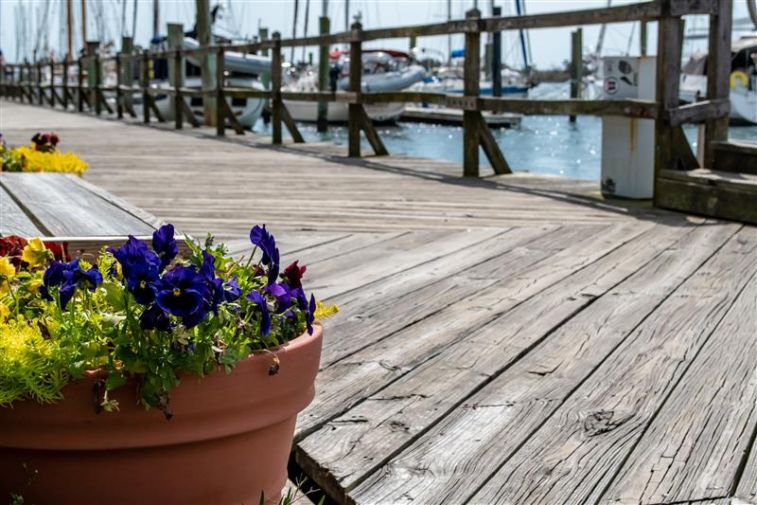 1809 Live Oak Images